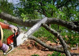 Best Tree Maintenance Programs  in Fairmount, TN